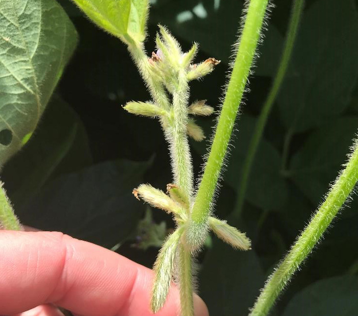 Soybean at R4 with 0.75-inch pods